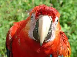 Un Ara macao en liberté près du parc national de Manú au Pérou.