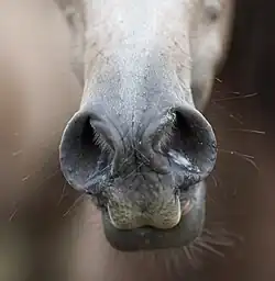 Gros plan sur les fosses nasales dilatées d'un cheval de couleur marron.