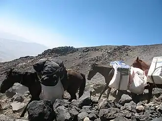 Groupe d'Anatoliens bâtés sur le mont Ararat.