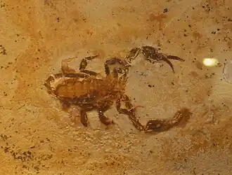 Description de l'image Araripescorpius ligabuei.jpg.