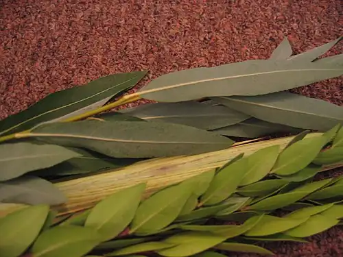 Des branches de saule.