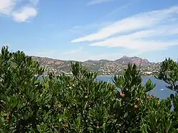 ArbousierArbutus unedo