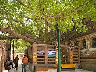 L'arbre de la Bodhi, temple de la Mahabodi à Bodhgaya, Bihar