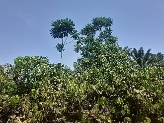Arbre dénommé Umurungambare dans la Réserve naturelle forestière de Kigwena&nbsp;(sv). Juin 2022.