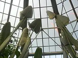 Arbre du voyageur à la Planète des crocodiles de Civaux (France).