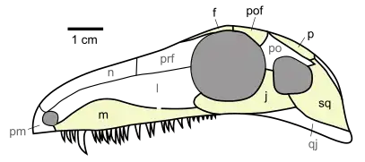 Crâne d'Archaeothyris.