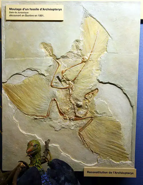 Archeopteryx