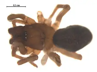 Description de l'image Arctella lapponica.jpg.