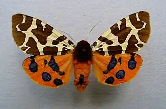 Écaille martre(Arctia caja)