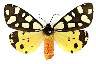 Écaille fermière(Arctia villica)