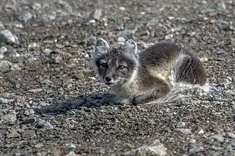 Un renard polaire sur l'île de Spitzberg.