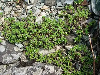 Description de cette image, également commentée ci-après