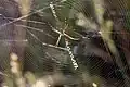 Argiope frelon - Tunisia