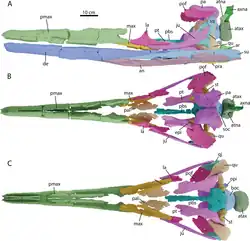 Crâne reconstruit à l'aide de tomodensitogrammes.