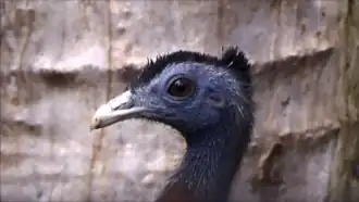 Ménagerie du jardin des plantes Paris/France (tête mâle)