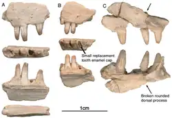 Maxillaires d’Arisierpeton simplex. (A) Fragment de maxillaire gauche GAA 00207 en vues latérale, ventrale, linguale et dorsale ; (B) petit fragment de maxillaire droit GAA 00240 en vues latérale, ventrale et linguale ; la vue ventrale ou occlusale montre la présence d'une dent non éruptée à la base de la couronne dentaire cassée, comme indiqué par une flèche ; (C) GAA 00225-2, fragment antérieur de maxillaire droit en vues labiale et linguale.