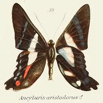 Description de l'image Aristodorus inStichel1910.jpg.
