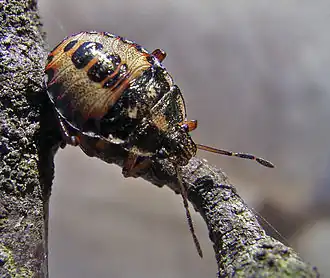 Description de cette image, également commentée ci-après
