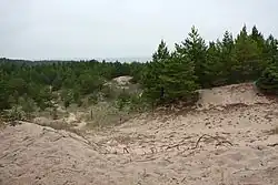 Dune entourée de forêt et avec la mer en arrière-plan.