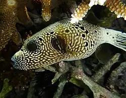 Un poisson-ballon griffonné (Arothron mappa)