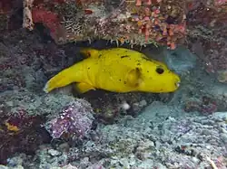Un poisson-ballon moucheté (Arothron meleagris), livrée jaune