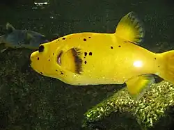 Museum-aquarium de Nancy