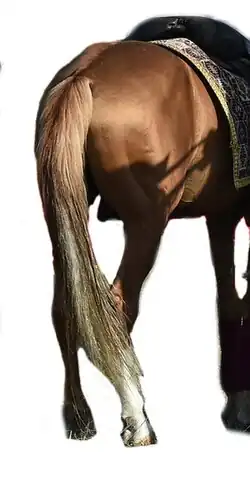 Photographie détourée d'un arrière-train de cheval de couleur dorée.