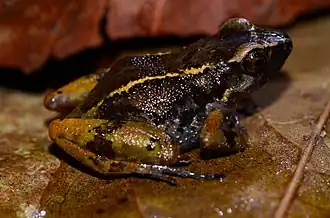 Description de l'image Arthroleptis taeniatus.jpg.