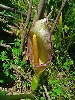 Inflorescence d'Arum concinnatum : spathe en cornet entourant le spadice