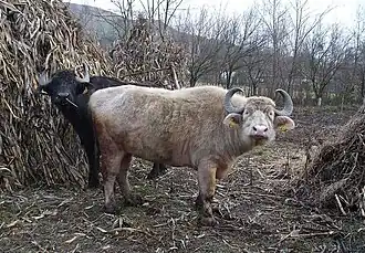 Buffles domestiques en Roumanie.