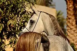 Vu d'un cheval de dos, sa tête est tournée vers la gauche