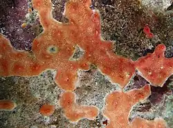 Des ascidies non identifiées