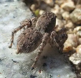 Description de l'image Asianellus.festivus.2.opencage.jpg.