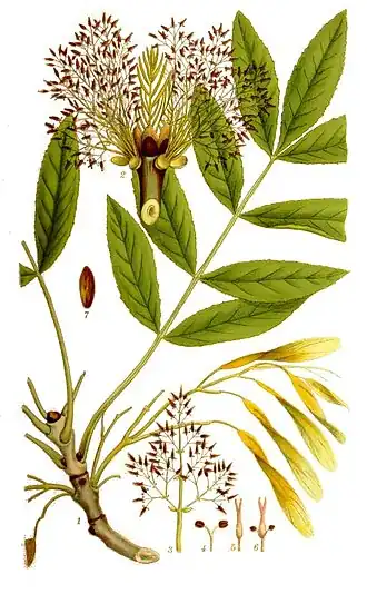 Description de l'image Ask lindman.jpg.