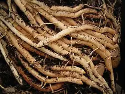 Dans un sol aéré, les asperges (ici Asparagus densiflorus) développent un réseau dense de rhizomes.