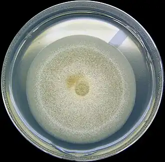 Aspergillus nidulans