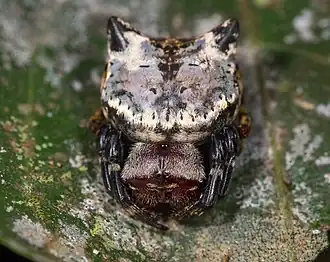 Description de l'image Aspidolasius branicki.jpg.