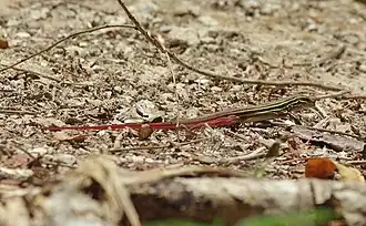 Description de l'image Aspidoscelis angusticeps.jpg.