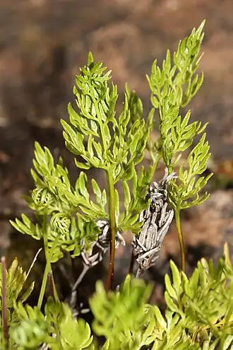 Description de l'image Aspidotis densa 5990.JPG.