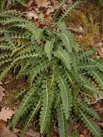 Description de cette image, également commentée ci-après