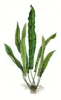 Asplenium scolopendrium, limbe entier