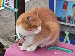 L'assistant Chibi en novembre 2007.