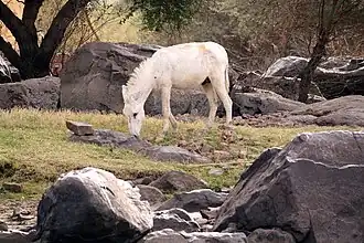 Âne blanc à Assouan en Égypte.