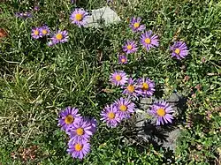 Aster des Alpes (Aster alpinus), à 2&nbsp;500&nbsp;mètres d'altitude, Haute Maurienne.