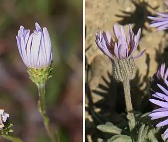 Les phyllaires d'Aster (à gauche) sont courts, s'enroulent autour de la plante et sont disposés en plusieurs couches. Les phyllaires de Marguerite (à droite) sont longs, poilus et serrent la base du capitule.