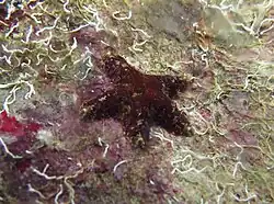 Une petite étoile de la famille des Asterinidae