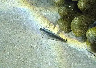 Description de l'image Asterropteryx striata.jpg.