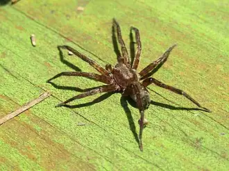 Description de l'image Asthenoctenus borellii 94656146.jpg.