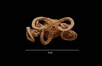 Astrohamma tuberculatum