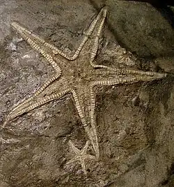 Astropecten lorioli (Astropectinidae, Tithonien).